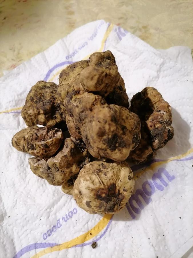 CastelmauroCa' Del Tartufaio别墅 外观 照片